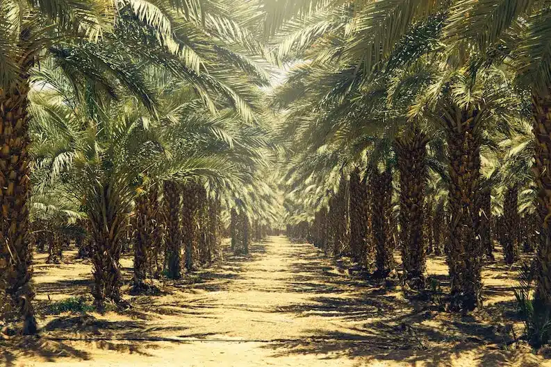Avenue of date palm trees in a Tunisian oasis plantation - Phoenix dactylifera in the Djerid region