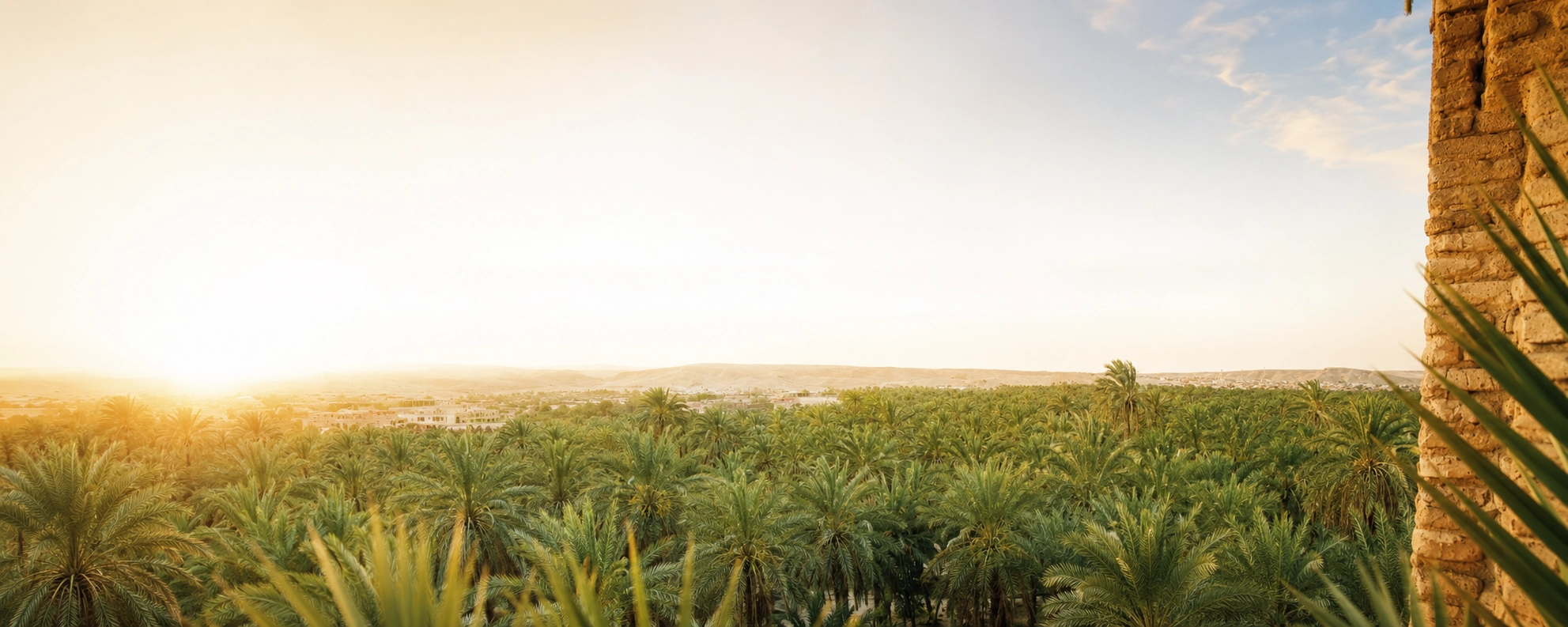Organic Deglet Noor date palm grove in the Djerid oasis of Tunisia at sunrise - source of Kartago organic Deglet Noor dates
